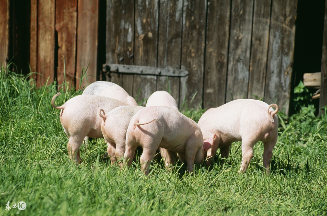 母猪输精怎么操作是正规的,母猪输精操作规程