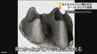 身体残缺的动物,新一代萌物鸭嘴兽