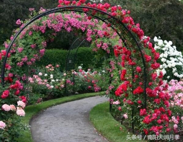 藤本红龙沙宝石爬墙月季,藤本月季放楼顶往下爬墙可以吗