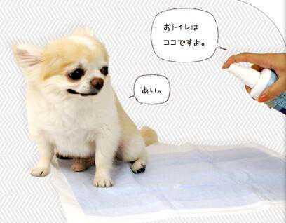 犬舍的狗如何喂养,狗狗饲育问题及解决方案