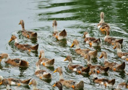 两招有效治疗肉鸭瘫痪综合征