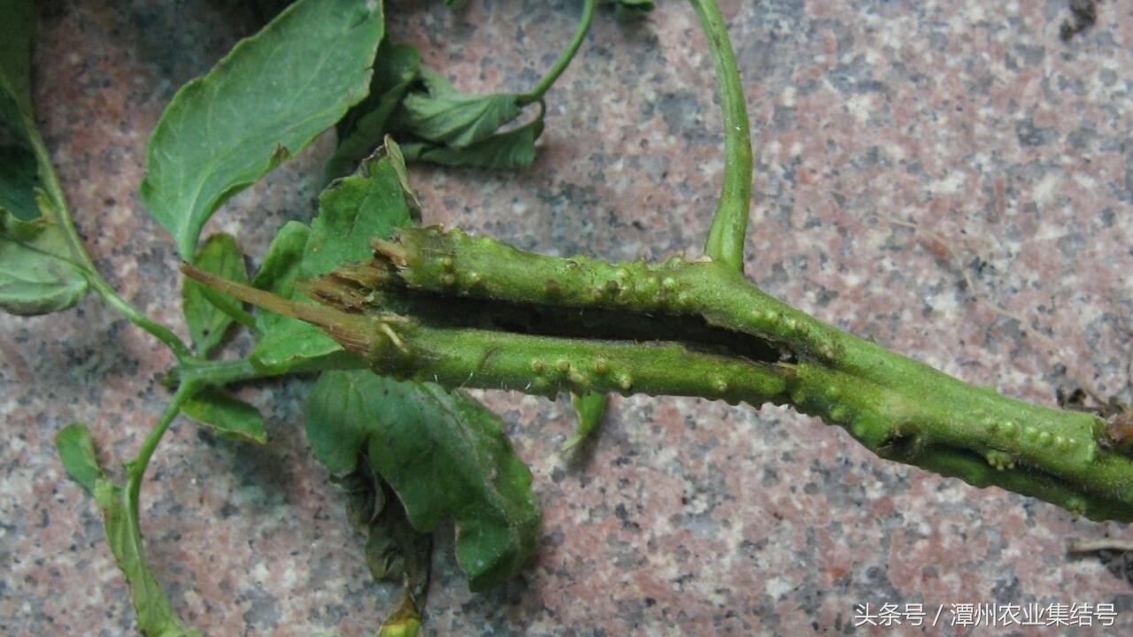 番茄细菌性髓部坏死病,番茄细菌性髓部坏死怎样防治