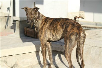 挑选小格力犬的方法和技巧是什么,如何挑选一只纯种格力犬幼犬