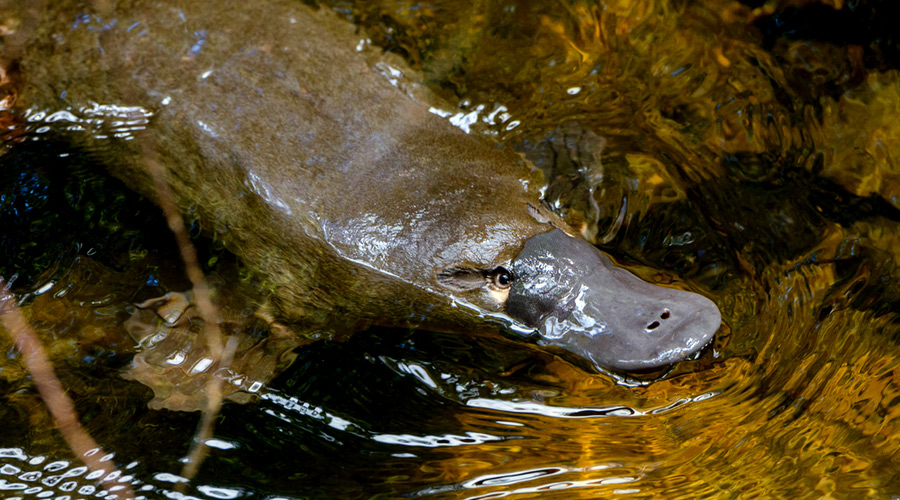 身体残缺的动物,新一代萌物鸭嘴兽