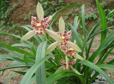 君子兰花怎么养才能开花多,盆养的君子兰叶片有长有短