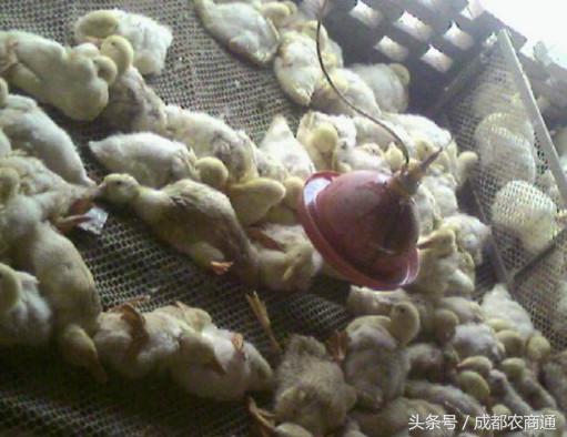 两招有效治疗肉鸭瘫痪综合征