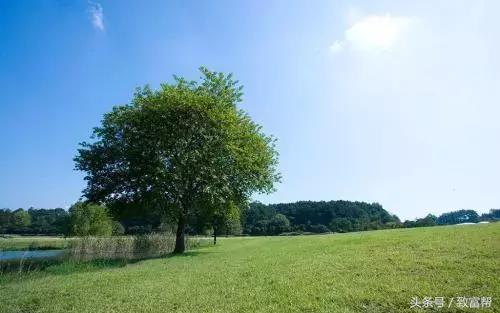 财富农观察｜从牧草到草坪，厉害了我的草！