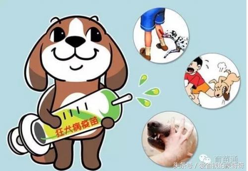 狗狗被大狗咬伤会应急吗,被自家狗狗咬伤了要打针吗