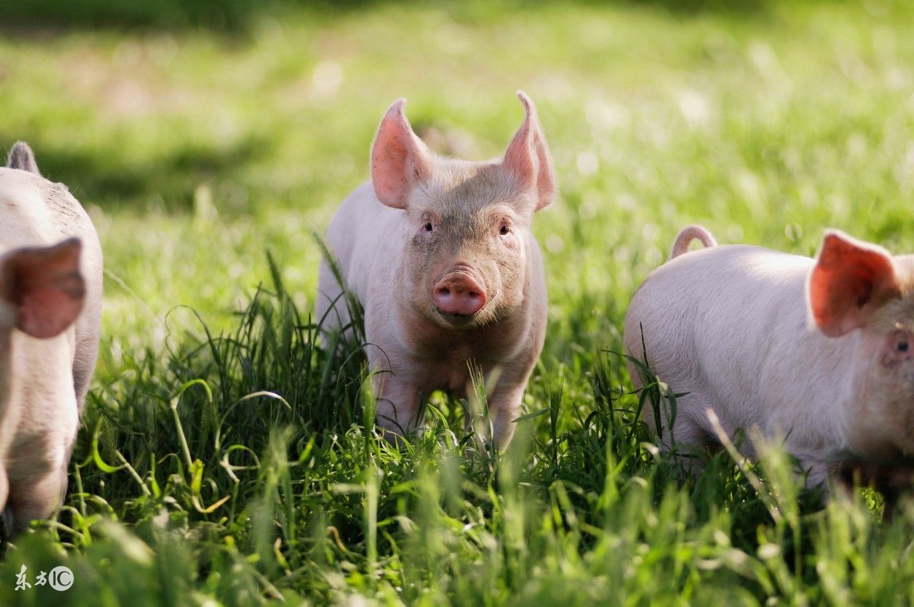 母猪输精怎么操作是正规的,母猪输精操作规程