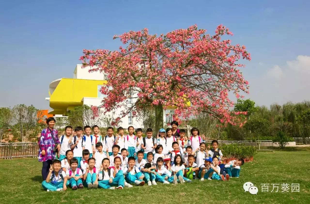 百万葵园一日游门票,葵园免费门票景点