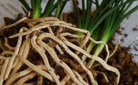 君子兰花怎么养才能开花多,盆养的君子兰叶片有长有短