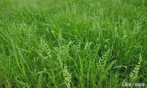 财富农观察｜从牧草到草坪，厉害了我的草！