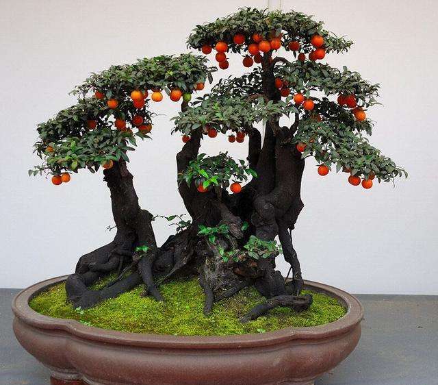 金弹子怎么养长得快,金弹子怎样快速长果