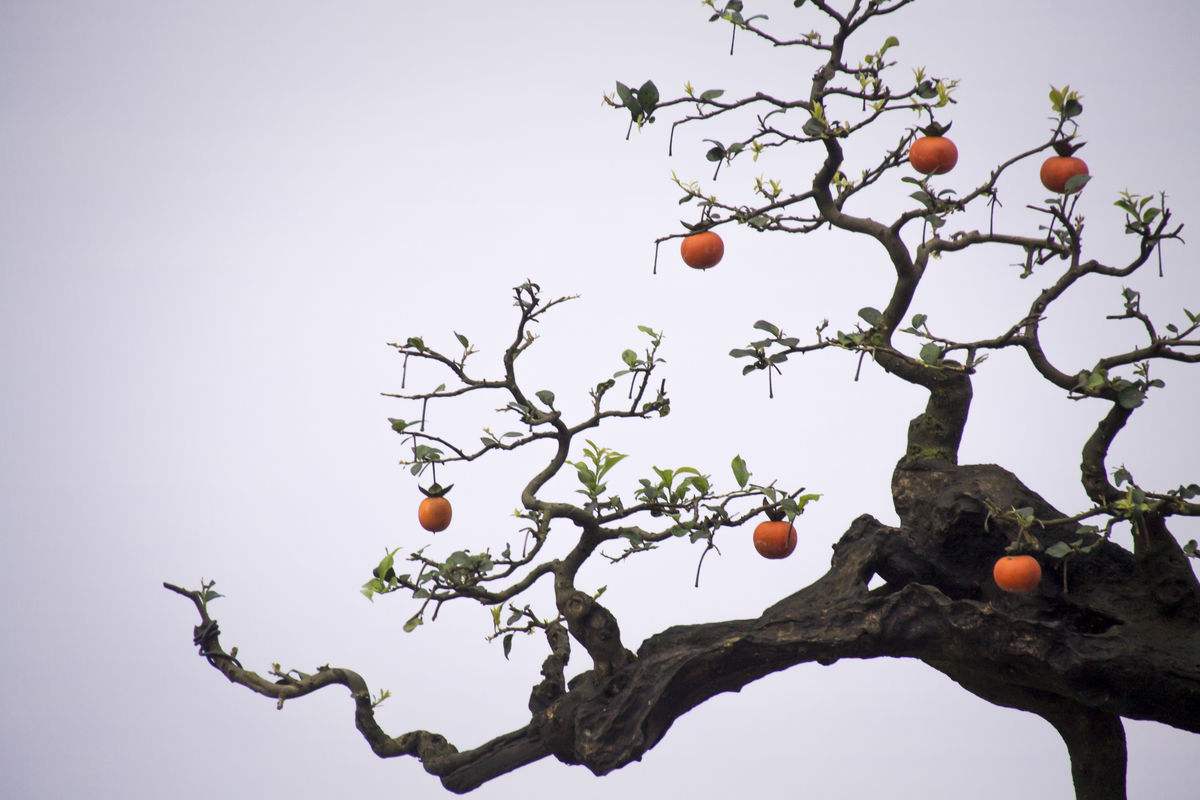 金弹子怎么养长得快,金弹子怎样快速长果