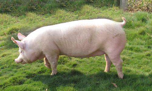 母猪难产了可咋办啊？急死了快，这几招巧妙的替你解决