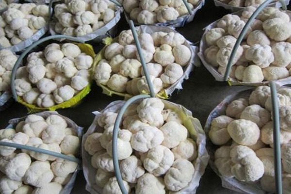 猴头菇鲜的价格,猴头菇野生和养殖价格区别