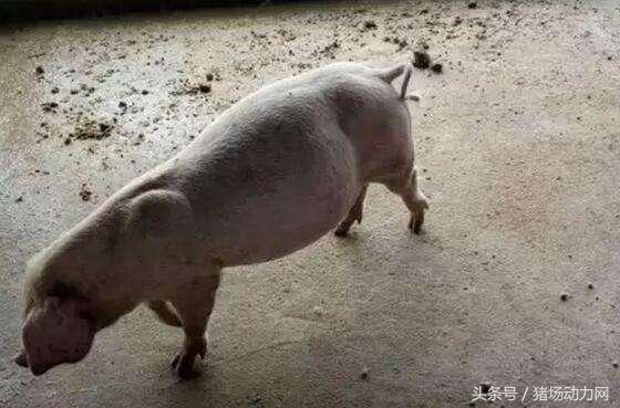 猪胀气束手无策,猪肚子胀气的治疗方法