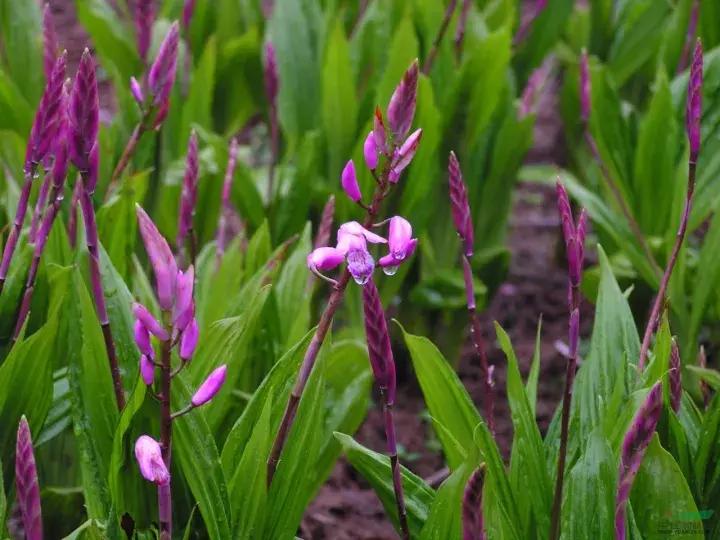 白芨的人工栽培方法论文,舒志明视频