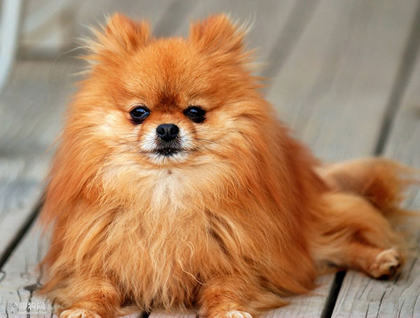 每日一读狗狗品种罗威纳犬,每日一读毛选