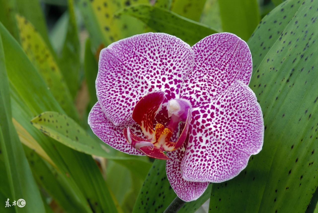 好似蝴蝶般的兰花翩翩起舞,好似蝴蝶的花