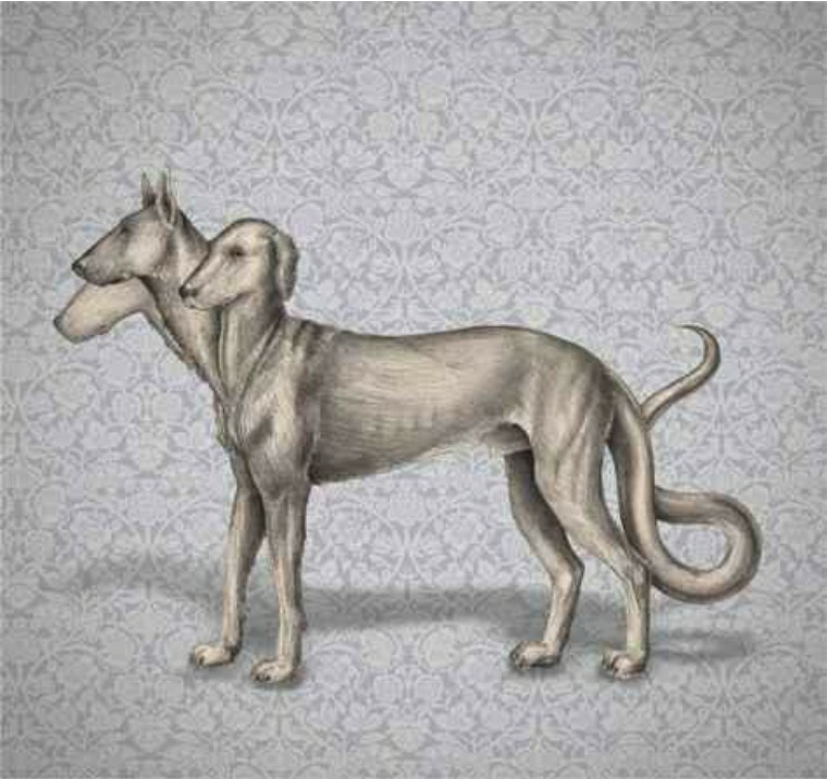 关于解剖美人鱼的电影解说,解剖美人鱼成功视频