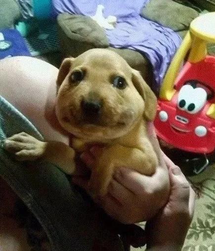 哈哈哈，原谅我拖拉机般的笑声！当喵星人被蜜蜂蜇了之后