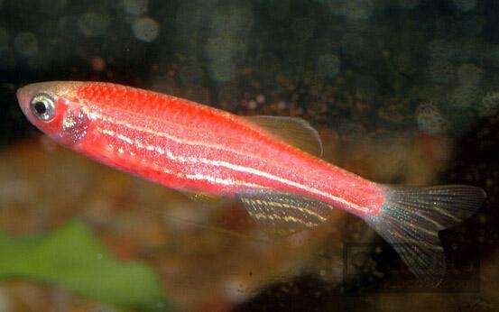 斑马鱼小型热带观赏鱼,热带斑马鱼多少钱一斤