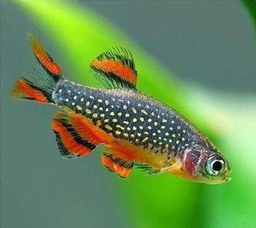 斑马鱼小型热带观赏鱼,热带斑马鱼多少钱一斤