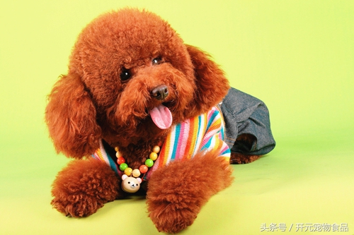 自己如何给泰迪狗狗修剪毛发视频,在家给贵宾犬修毛教程