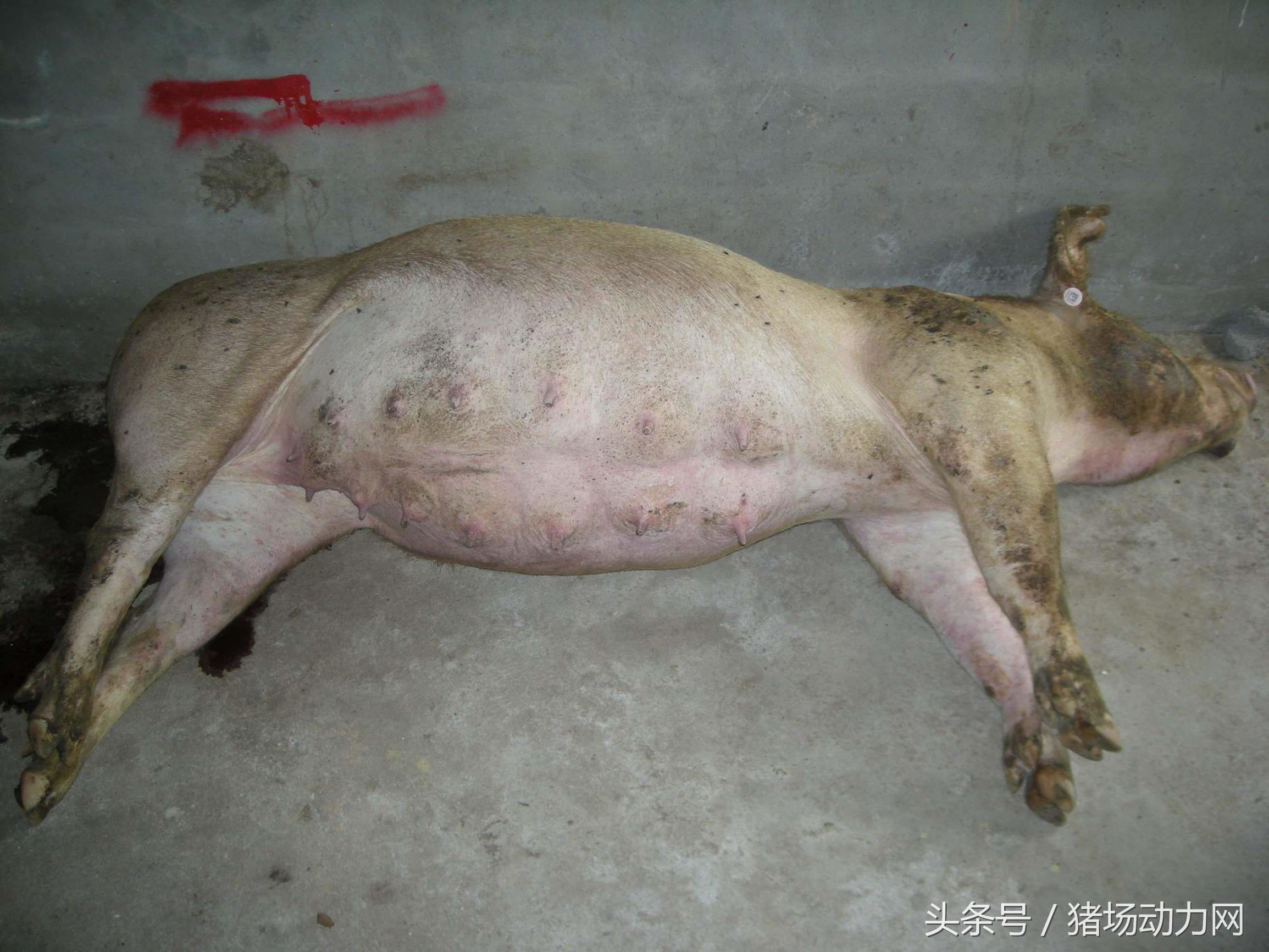 猪胀气束手无策,猪肚子胀气的治疗方法