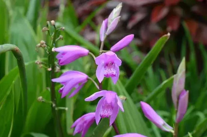 白芨的人工栽培方法论文,舒志明视频