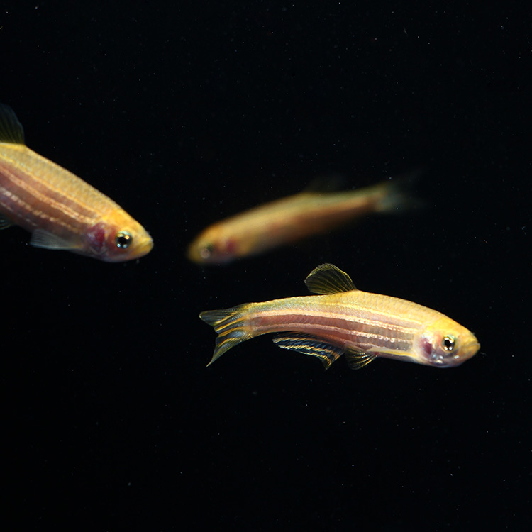 斑马鱼小型热带观赏鱼,热带斑马鱼多少钱一斤