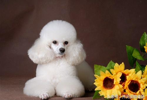 自己如何给泰迪狗狗修剪毛发视频,在家给贵宾犬修毛教程