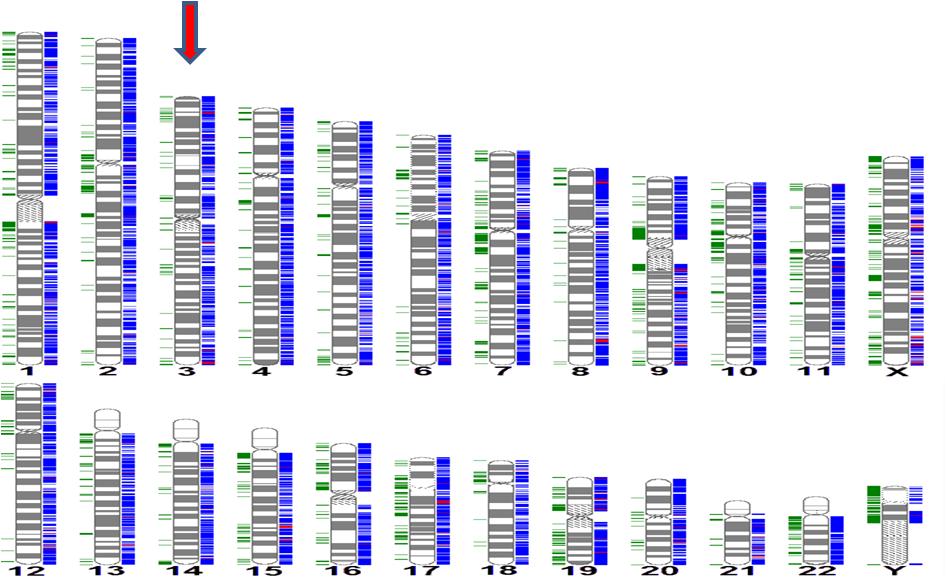 胎儿3号染色体微重复,胎儿17号染色体p13.3缺失