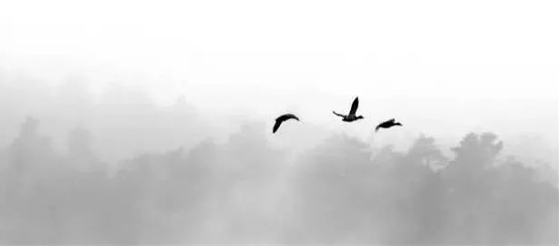 老北京养鸟的乐趣,老北京养鸟文化视频讲解