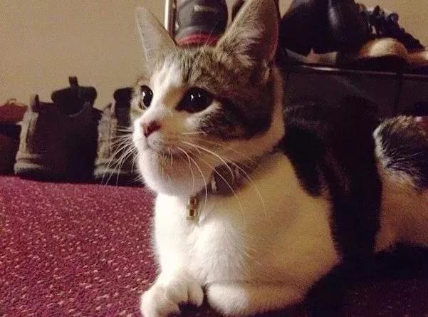 哈哈哈，原谅我拖拉机般的笑声！当喵星人被蜜蜂蜇了之后