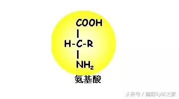 各种氨基酸之间的区别在于什么,氨基酸你知道是什么吗