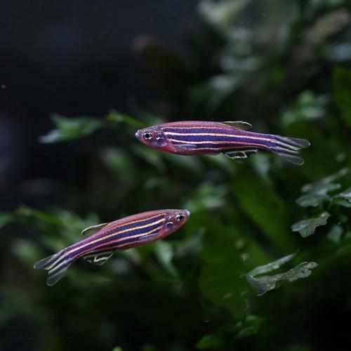斑马鱼小型热带观赏鱼,热带斑马鱼多少钱一斤