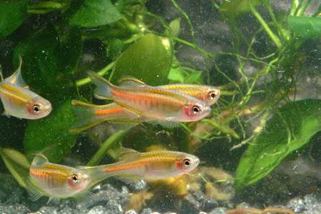 斑马鱼小型热带观赏鱼,热带斑马鱼多少钱一斤