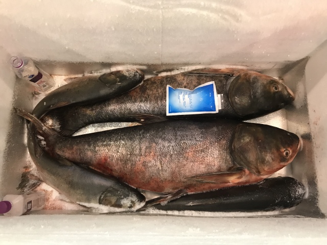 田田深入2017四川农博会，逛一圈，胖5斤！