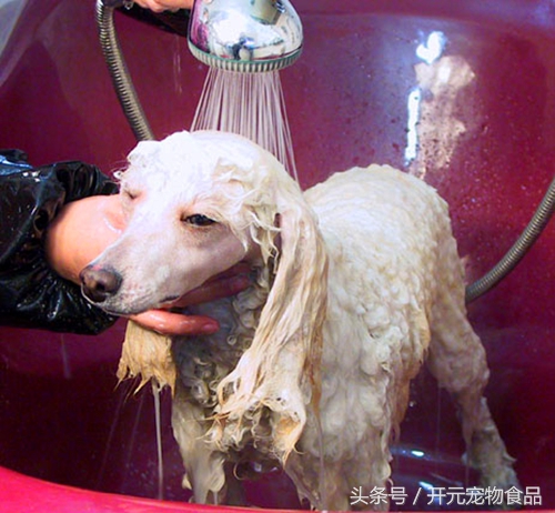 自己如何给泰迪狗狗修剪毛发视频,在家给贵宾犬修毛教程