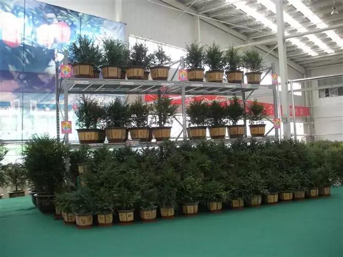 红豆杉盆栽如何介绍,红豆杉盆景教程