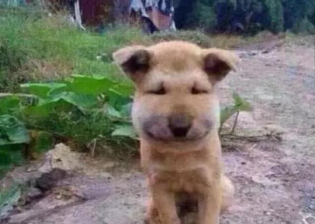 哈哈哈，原谅我拖拉机般的笑声！当喵星人被蜜蜂蜇了之后