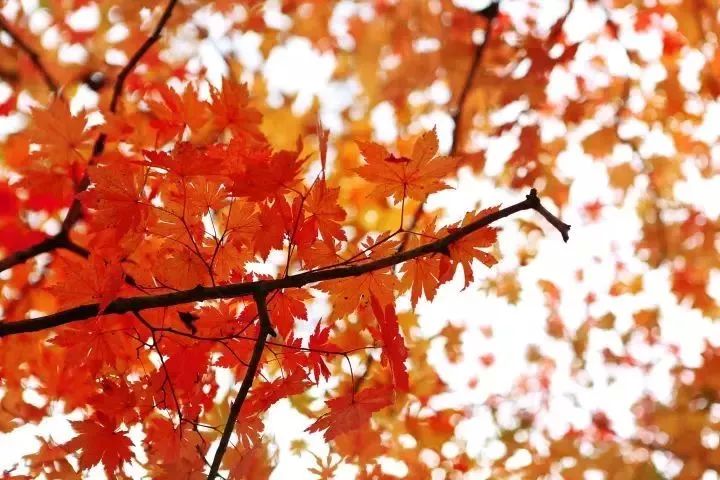 2017余额不足！上海年底前的30件大事，将影响你的2018年！