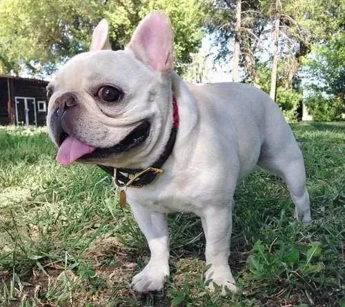 在家打扫卫生要关注安全,家里养宠物犬如何打扫卫生