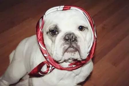 在家打扫卫生要关注安全,家里养宠物犬如何打扫卫生