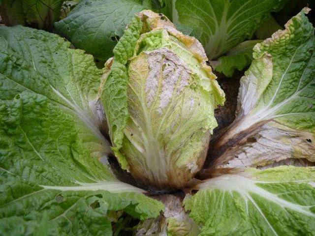 没有不打药的白菜，白菜软腐病该用什么药呢，您知道吗？