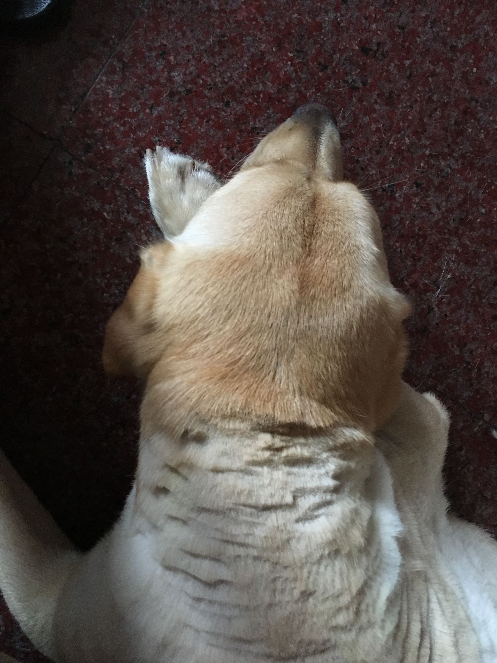 如何有效解决狗狗掉毛,家里狗狗掉毛沾到裤子上怎么办