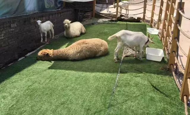 周末野钓好去处,重庆高山避暑垂钓