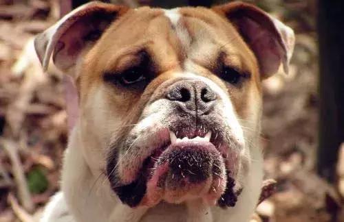 在家打扫卫生要关注安全,家里养宠物犬如何打扫卫生